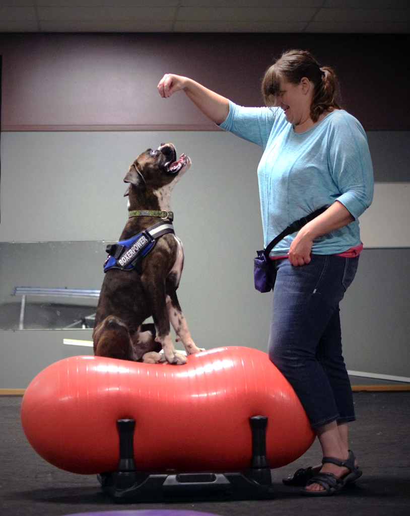 Noelle trains a dog. The dog is sitting on a inflatable bench with all its attention on Noelle's hand.